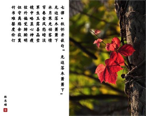 七律秋怀并嵌句"无边落木萧萧下"