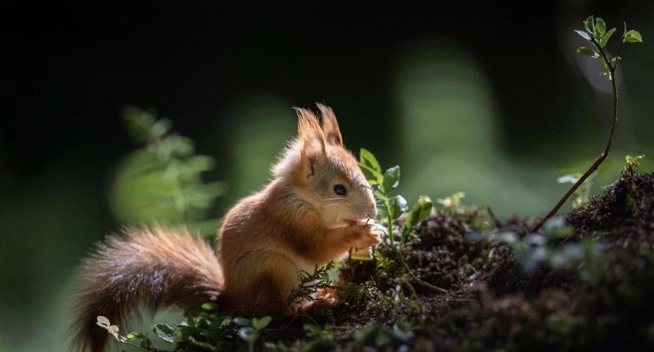 曾经,有个妹子在森林里给4只小松鼠当了一阵子的妈妈
