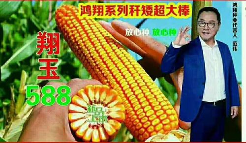 翔玉588—矮杆大穗型国审玉米新品种 鸿翔种业株高2.