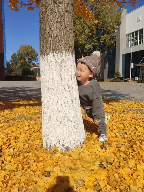 银杏树下玩耍的小孩