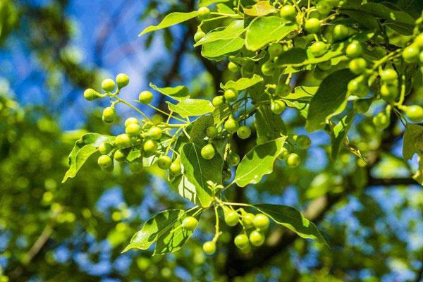 办公区域樟树籽烦恼选哪家好