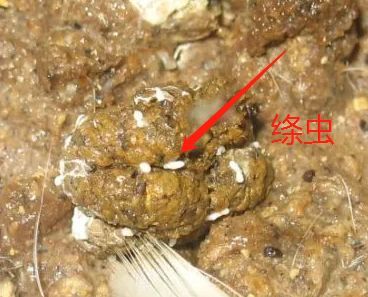 3,绦虫病      鸡如果感染绦虫后,排出红褐相间成形粪便,大多是淡