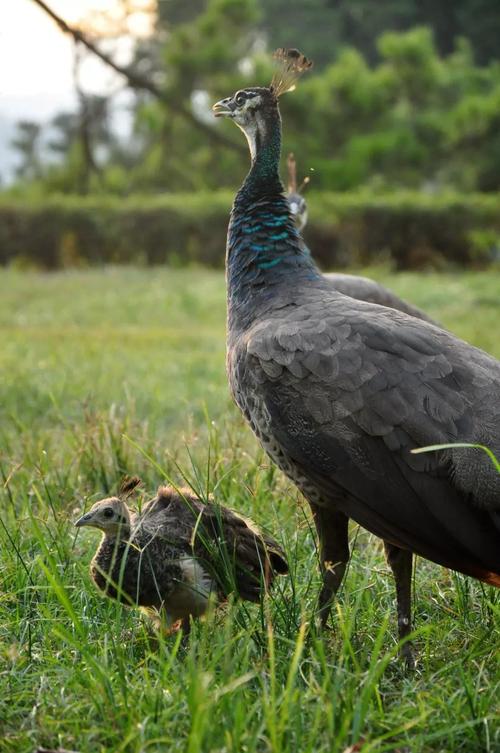 看看孔雀小时候是怎么样的
