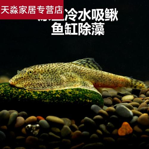 冷水清道夫吸鳅观赏鱼除藻鱼缸清洁鱼爬岩鳅双吸盘琵琶鳅淡水活鱼