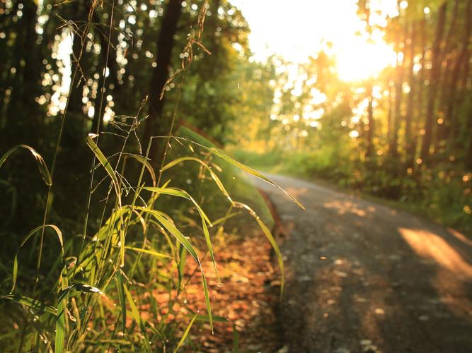 草,阳光,路,树,早晨 壁纸