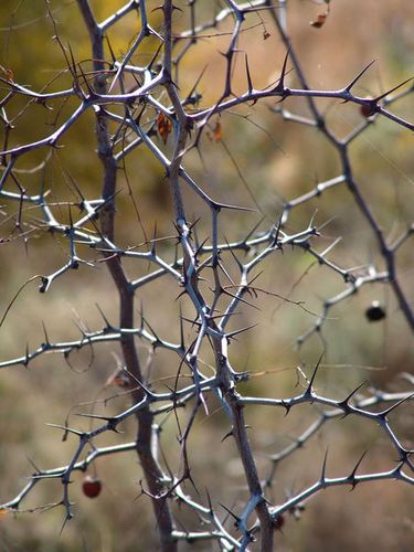 北方尖刺的灌木丛