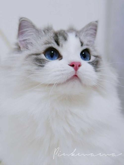 吴kiwi的眼睛在布偶猫里算圆吗?为啥看起来这么大?