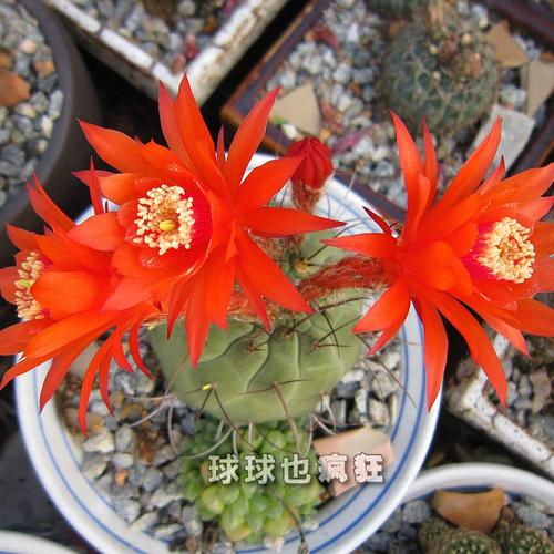 稀有仙人球实生包邮大额优惠券