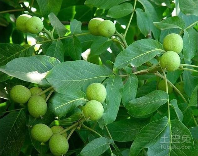 麻核桃树苗嫁接及生长环境介绍