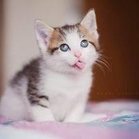 猫咪吐舌头