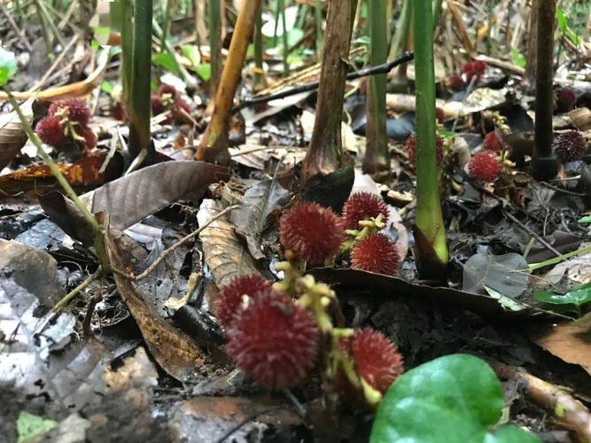 长在土里的"杨梅"_砂仁