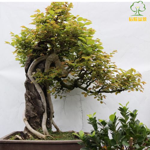 朴树抱石盆景老桩相思树精品岭南技法造型盆栽大型绿植