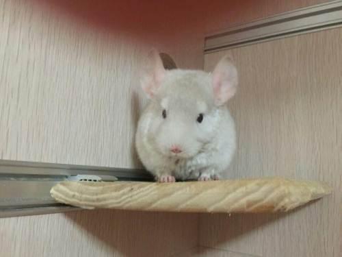 低价转让各种颜色龙猫