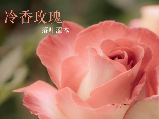 冷香玫瑰