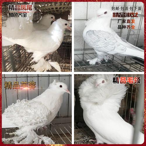 鸽子一对观赏鸽淑女