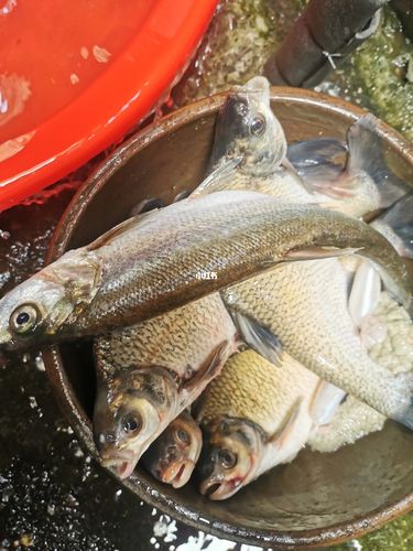 男人已经伤不到我了,我在大润发杀了十年的鱼,我的心早已经跟我的刀