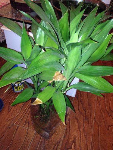 富贵竹的叶尖变干了,怎么回事,怎么办呢