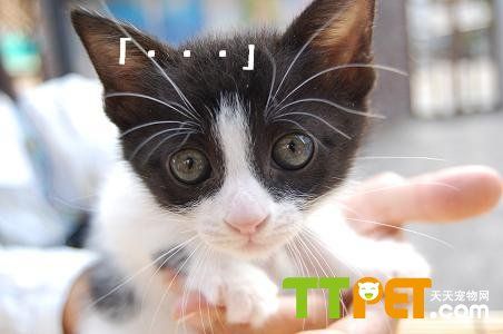 【宠物】怎么在家中帮母猫助产?