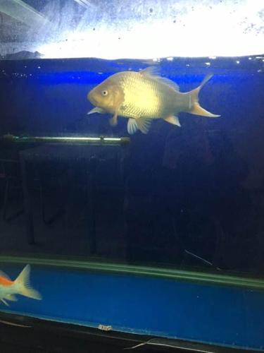 小西芥子丸山红白锦鲤