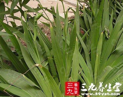 鸢尾科扁竹根