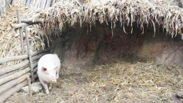河北老农家猪圈总是丢猪,他无奈报警,专家赶到后却惊喜不已