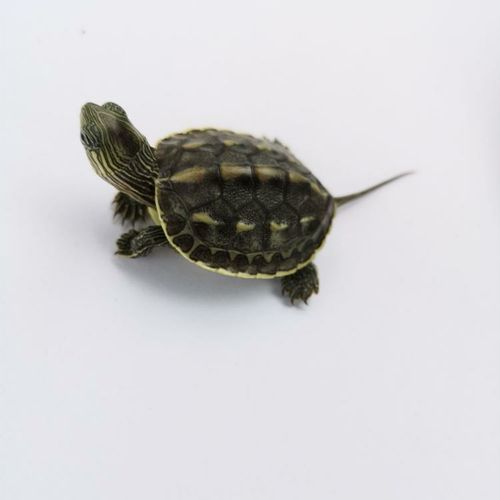 花龟和草龟哪个有灵性,花龟和草龟怎么区分