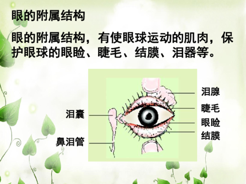 北京版七年级下册生物第八章生命活动的调节第三节感觉和感觉器官课件