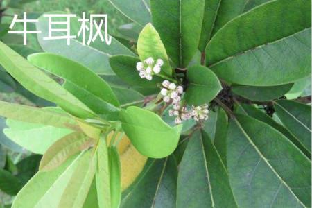 怎么辨别牛耳枫
