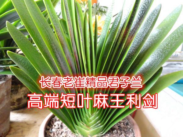 长春老崔高端君子兰 短叶麻脸利剑王 立板插座 精品小苗绿植盆栽