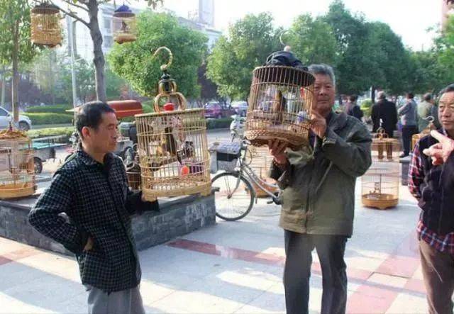 前段时间,小编还在公园看到了好多遛早的大爷手上拎着鸟笼子呢 鸟笼