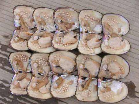 人工养殖珍珠一个里面有几可