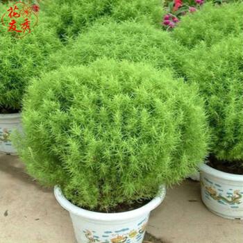 花友秀地肤种子红地肤绿地肤种子花种子花海种植庭院种植绿地肤种子50