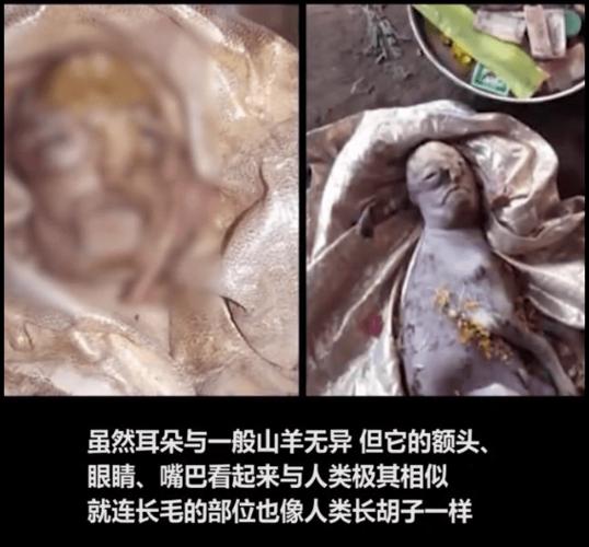 印度山羊宝宝长人脸有长胡子没尾巴画面诡异