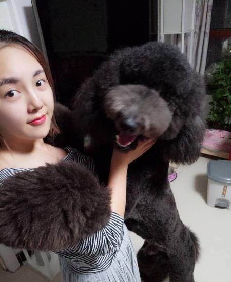 自己养的纯种巨贵,妈妈白色肩高68爸爸黑色