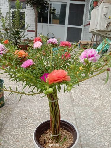 免费分享 河北 1份 太阳花棒棒糖