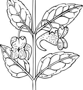 凤仙花芽的简笔画 简笔画图片大全-蒲城教育文学网