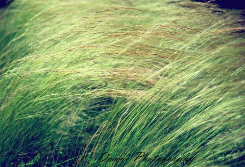 夏日絮语_风景_poco摄影,草