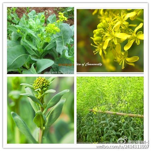 又名大青根,北板蓝,十字花科菘蓝属,是一年生或两年生草本植物,根