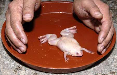 白色青蛙从"天"而降