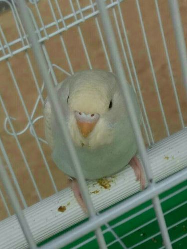 两只虎皮鹦鹉求鉴定性别和大概年龄