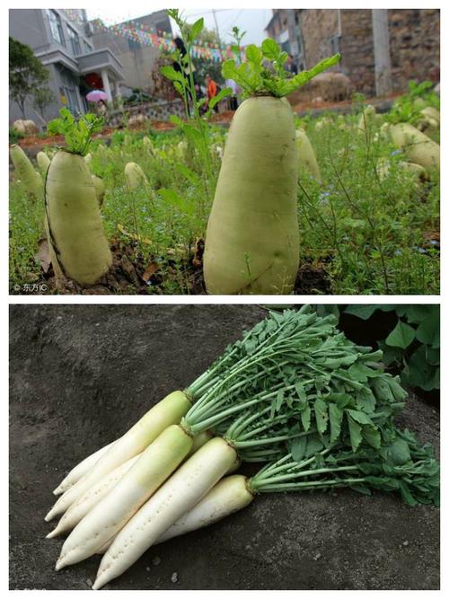 其它 认识蔬菜 写美篇             白萝卜          白萝卜属于根茎