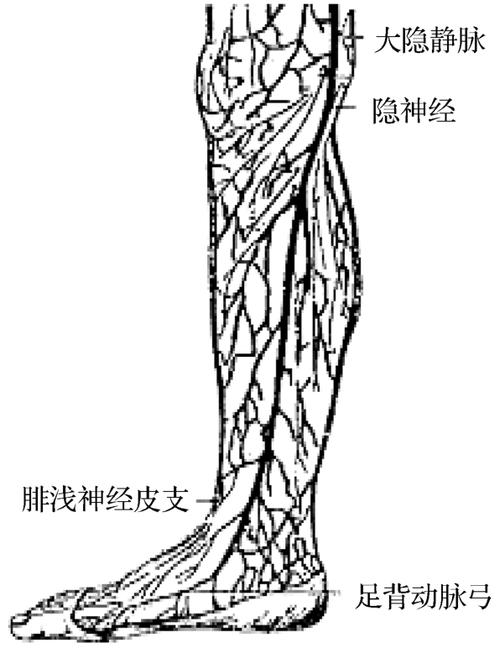 静脉穿刺技术现代心肺脑复苏