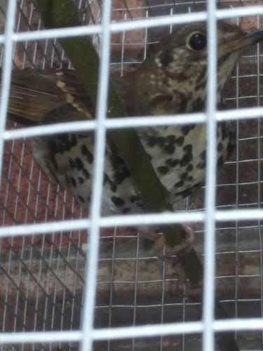 背上是褐色腹部什是豹纹请问是什么鸟