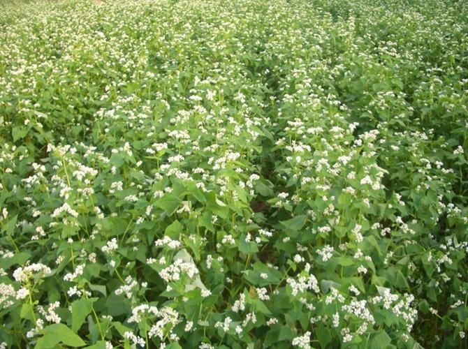 荞麦种子苦荞麦种子甜荞麦种子苗芽菜种子 杂粮种子出芽率90%以上