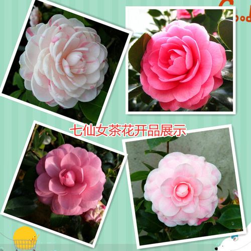 福建龙岩精品七仙女山茶花树苗盆栽带花苞室内阳台