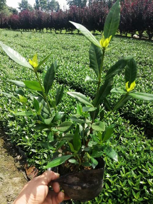 成都农业 成都园林植物 成都灌木 二栀子工程苗大量批发 栀子花苗圃