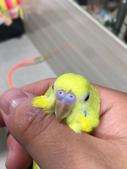 求大神帮忙分辨下虎皮鹦鹉公母.