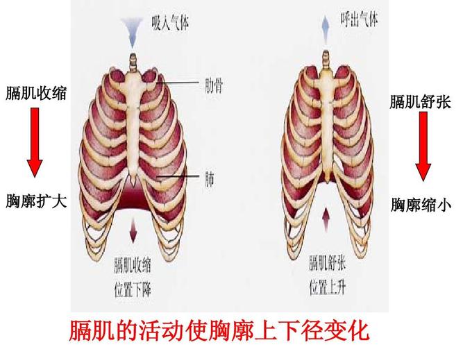 膈肌收缩 膈肌舒张 胸廓扩大 胸廓缩小 膈肌的活动使胸廓上下径变化