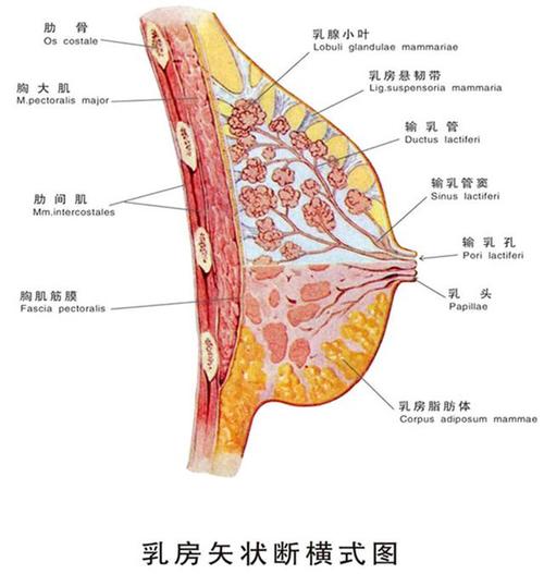 一,乳房构造