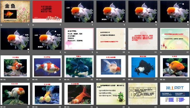 《金鱼》动物ppt课件4